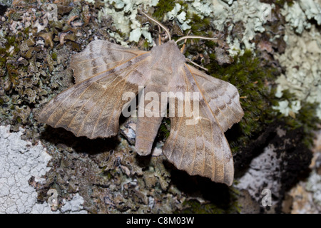 Pappel Hawkmoth (Laothoe Populi) Stockfoto