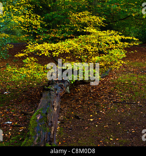 Herbst Farbe in Epping Forest Stockfoto