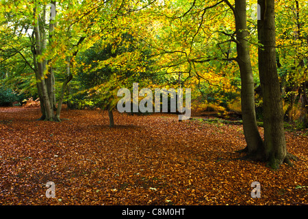 Herbst Farbe in Epping Forest Stockfoto