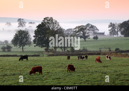 Viehweiden auf nebligen Herbstfeldern bei Fewston in Yorkshire, England Stockfoto