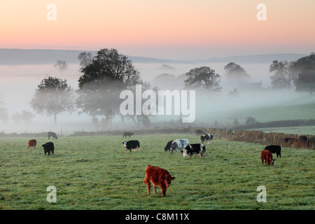 Viehweiden auf nebligen Herbstfeldern bei Fewston in Yorkshire, England Stockfoto