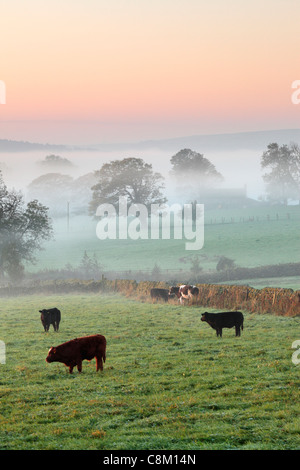 Viehweiden auf nebligen Herbstfeldern bei Fewston in Yorkshire, England Stockfoto