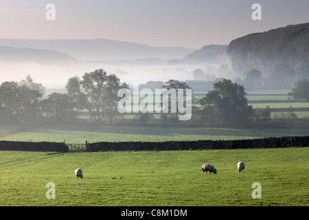 Schafe weiden im Nebel bedeckt Felder mit Kilnsey Felsen in der Ferne in der Nähe von Kilnsey in Wharfedale, Yorkshire, England Stockfoto