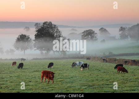 Viehweiden auf nebligen Herbstfeldern bei Fewston in Yorkshire, England Stockfoto