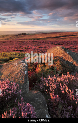 Hell lila Heidekraut in Nidderdale aus High Crag Ridge in der Nähe von Pateley Bridge und Gewächshäuser in Yorkshire, England Stockfoto