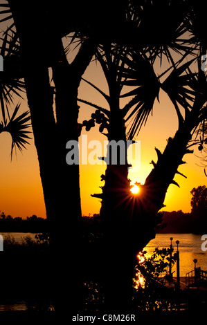 Eine orange Sonnenuntergang durch die Zweige von tropischen Palmen mit Fluss im Hintergrund Stockfoto