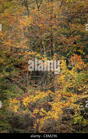 Bunte Herbstlaub Strid Wood an den Ufern des Flusses Wharfe in Wharfedale, Yorkshire, England Stockfoto