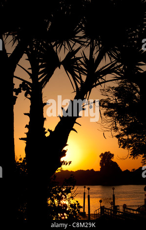 Eine orange Sonnenuntergang durch die Zweige von tropischen Palmen mit Fluss im Hintergrund Stockfoto