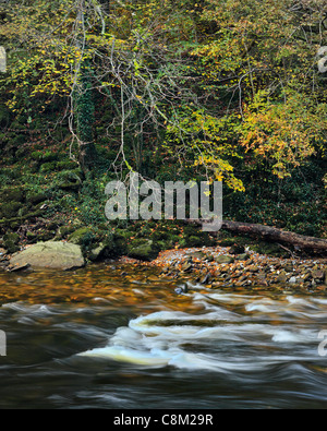 Bunte Herbstlaub Strid Wood an den Ufern des Flusses Wharfe in Wharfedale, Yorkshire, England Stockfoto