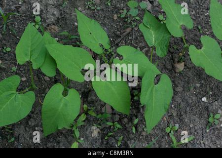 Grüne Bohne Pflanzen (Phaseolus Sorte), Gemüse Garten, Mitte Juni, Michigan USA Stockfoto