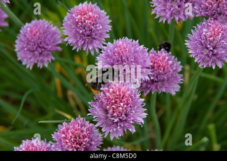 Eine Biene auf Schnittlauch in der Biene-Grenze an der Cambridge University Botanic Garden Stockfoto