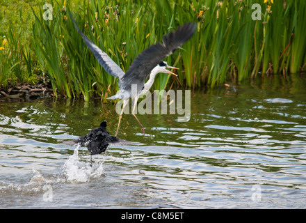 Blässhuhn jagt ein Graureiher aus dem Wasser. Stockfoto