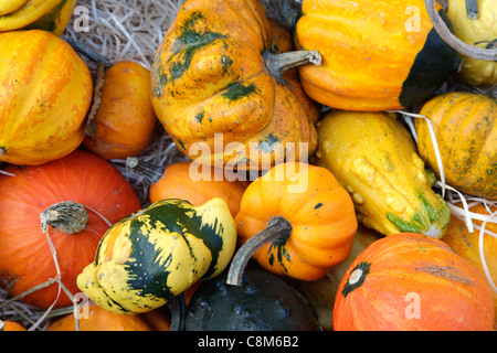 Dekorative Kürbisse und Zucchini Stockfoto