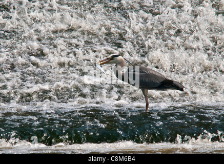 Ein Graureiher mit Fische Angeln vor einem schnell fließenden Wehr entnommen, wo ist es ein sehr regelmäßiger Besucher Stockfoto