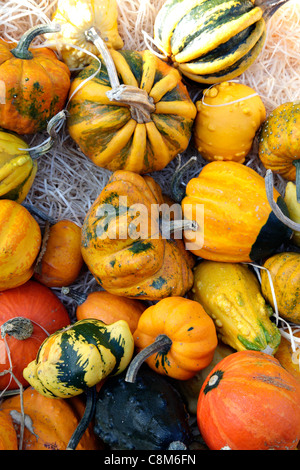 Dekorative Kürbisse und Zucchini Stockfoto