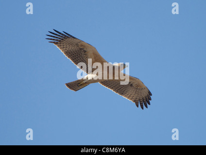 Juvenile Bonelli Eagle's Hieraaetus fasciatus Kinder in flght gegen den blauen Himmel in Tarifa Andalusien Spanien im Oktober Stockfoto