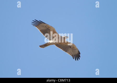 Juvenile Bonelli Eagle's Hieraaetus fasciatus Kinder in flght gegen den blauen Himmel in Tarifa Andalusien Spanien im Oktober Stockfoto