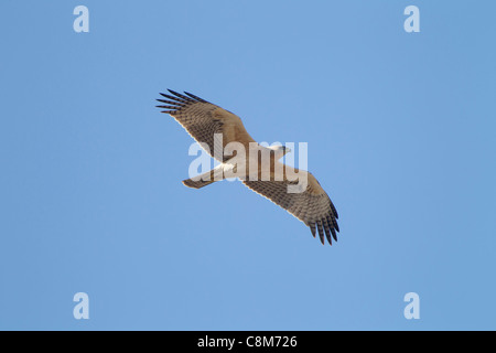 Juvenile Bonelli Eagle's Hieraaetus fasciatus Kinder in flght gegen den blauen Himmel in Tarifa Andalusien Spanien im Oktober Stockfoto