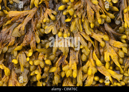 Nahaufnahme der Webladderwrack (Fucus Vesiculosus) Algen. Dies nennt man manchmal schwarze Tang, Rockweed, Blase Fucus oder Meer Eiche. Stockfoto