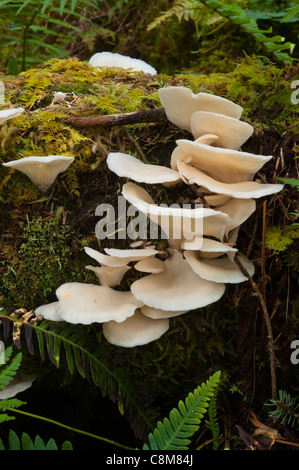 Austernpilze (Pleurotus Ostreatus) wächst wild in einem Wald in Schottland. Stockfoto