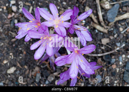 Großen Colchicum Autumnale (Herbstzeitlose) Stockfoto