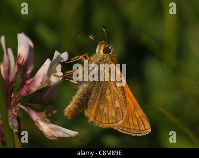 Großen Skipper Butterfly von Klee mit seinen Flügeln Weg seinen Körper ernähren, zeigt, wie es ernährt sich von gemeinsamen Blumen. Stockfoto