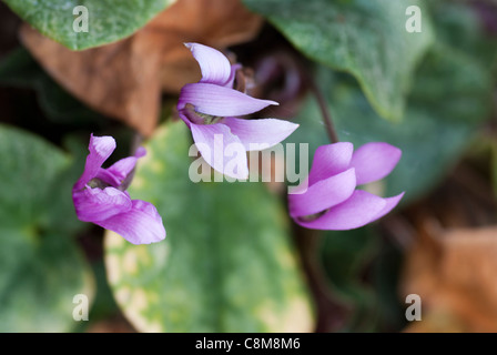 Cyclamen Purpurascens Stockfoto