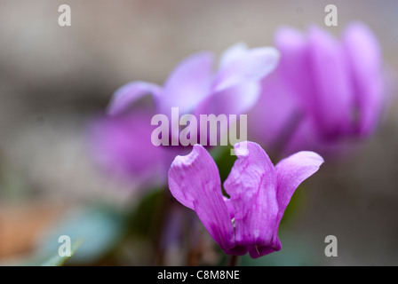 Cyclamen Purpurascens Stockfoto