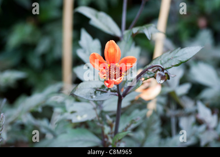 Dahlie "Bischof von Oxford" Stockfoto