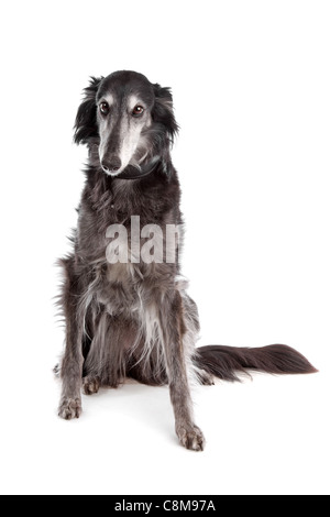 Silken Windhound vor einem weißen Hintergrund Stockfoto