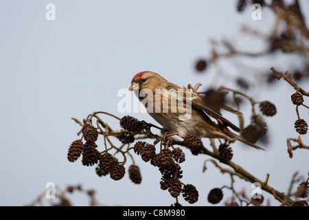 Redpoll frisst Samen an einem Baum auf den Norfolk broads Stockfoto