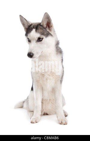 Siberian Husky Welpen vor einem weißen Hintergrund Stockfoto
