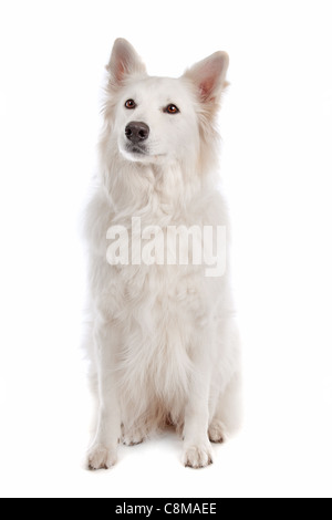 Weiße Schäferhund vor einem weißen Hintergrund Stockfoto