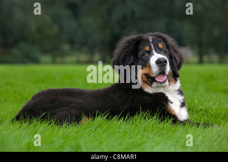 Berner Sennenhund / Berner Sennenhund (Canis Lupus Familiaris) liegen im Garten Stockfoto