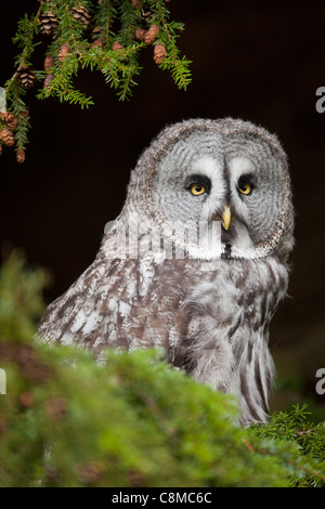 Bartkauz; Strix Nebulosa; Gefangener Vogel; UK Stockfoto