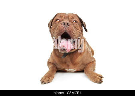 Dogge de Bordeaux vor einem weißen Hintergrund Stockfoto