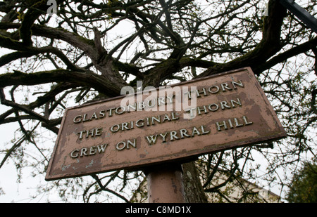 Der Heilige Dornenbaum auf Abtei von Glastonbury in Somerset. Stockfoto