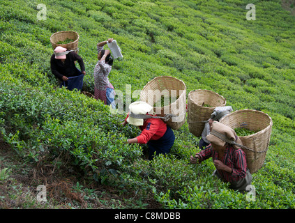 Vier weibliche Teepflückerinnen Temi Tea Estate Sikkim Indien Stockfoto