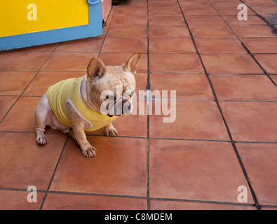 Kleiner Hund in gelben Pullover Stockfoto