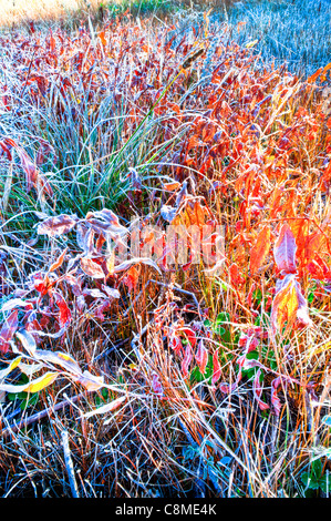 Frühen Licht auf Narr hohlen See-Nationalpark westlich von Show Low, Arizona. Herbstzeit. Stockfoto