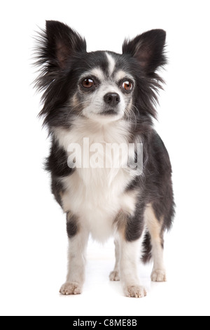 langhaarige Chihuahua vor einem weißen Hintergrund Stockfoto