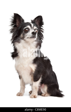 langhaarige Chihuahua vor einem weißen Hintergrund Stockfoto