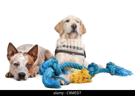 Labrador und Australian Cattle Dog vor einem weißen Hintergrund Stockfoto