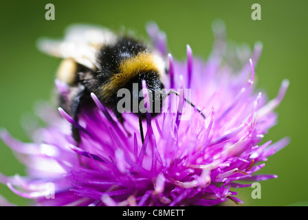 Eine Biene untersucht f niedriger auf der Suche nach pollen Stockfoto