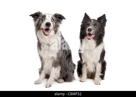 Border Collie und Australian Shepherd vor einem weißen Hintergrund Stockfoto