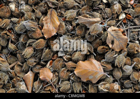 Buche: Fagus Sylvatica 'Riversii' Stockfoto