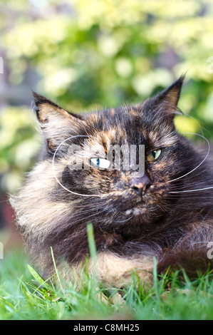 Norwegische Waldkatze Black tortie Porträt im Freieneinstellung. Stockfoto