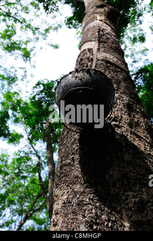 Durch Tippen auf Kautschuk aus einem Gummibaum in einer Kerala Kautschukplantage zeigt die geschälte Rinde und Latex sammeln Drip Pot unter Stockfoto