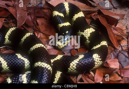 Kalifornische Kingsnake, Küste von Lampropeltis Getula Californiae, Kalifornien, USA Stockfoto