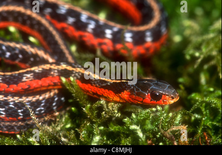 Gemeinsamen Strumpfband-Schlange, Thamnophis Sirtalis Sirtalis, Kanada Stockfoto